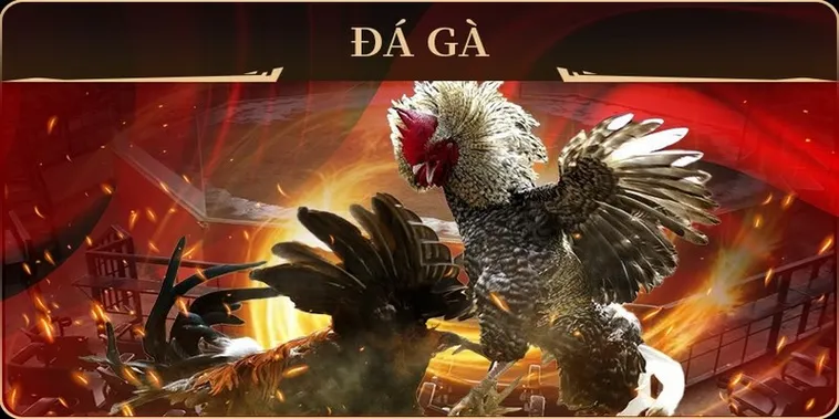 Cách Chơi Đá Gà GA28 Tại AZ888 Với Luật Chuẩn Và Thưởng Cao 2 Cách Chơi Đá Gà GA28 Tại AZ888 Với Luật Chuẩn Và Thưởng Cao