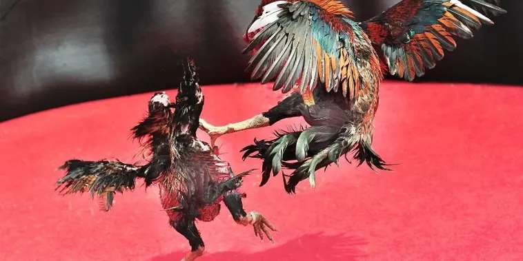 Cách Chơi Đá Gà Sabong Tại AZ888 Với Chiến Thuật Hiệu Quả 2 Cách Chơi Đá Gà Sabong Tại AZ888 Với Chiến Thuật Hiệu Quả