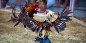 Cách Chơi Đá Gà Sabong Tại AZ888 Với Chiến Thuật Hiệu Quả