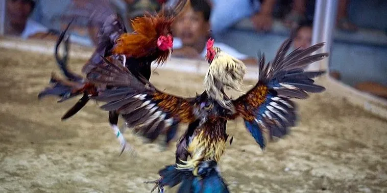 Cách Chơi Đá Gà Sabong Tại AZ888 Với Chiến Thuật Hiệu Quả 1 Cách Chơi Đá Gà Sabong Tại AZ888 Với Chiến Thuật Hiệu Quả